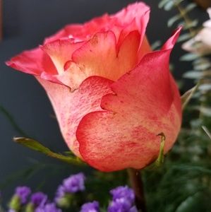 Meet your Posher, Sherry